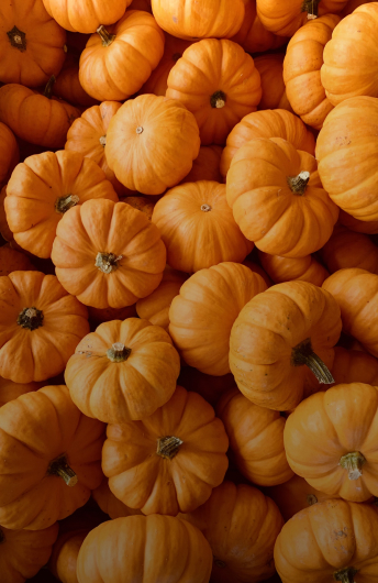 Pumpkins, Gourds & Squash